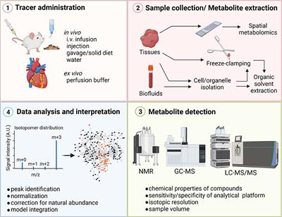 Stable Isotopes for Tracing Cardiac Metabolism in Diseases